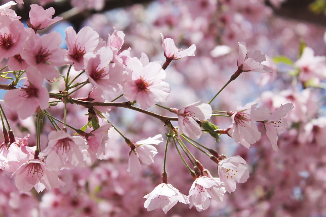 Essence florale Japon rituels aromathérapie tradition