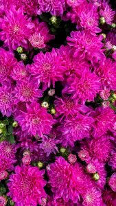 Top view de chrysanthèmes roses vibrants en pleine floraison mettant en valeur la beauté de la nature.