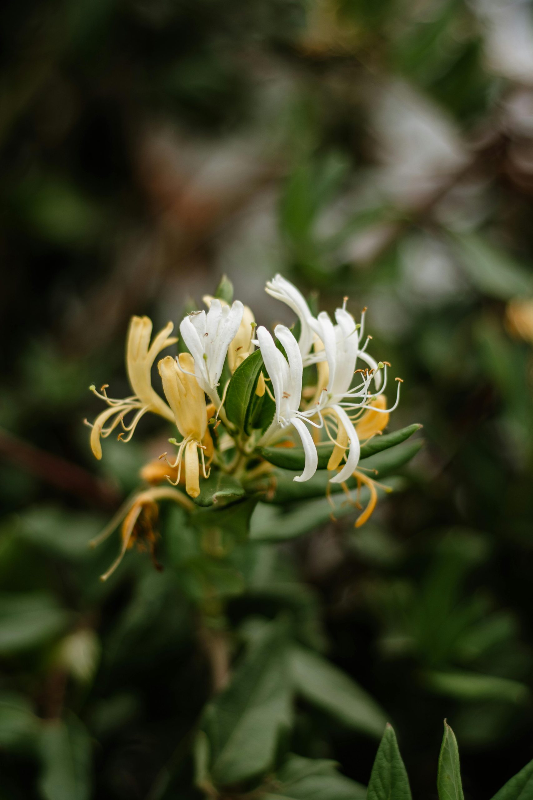 Découverte parfum chèvrefeuille - secrets floraux
