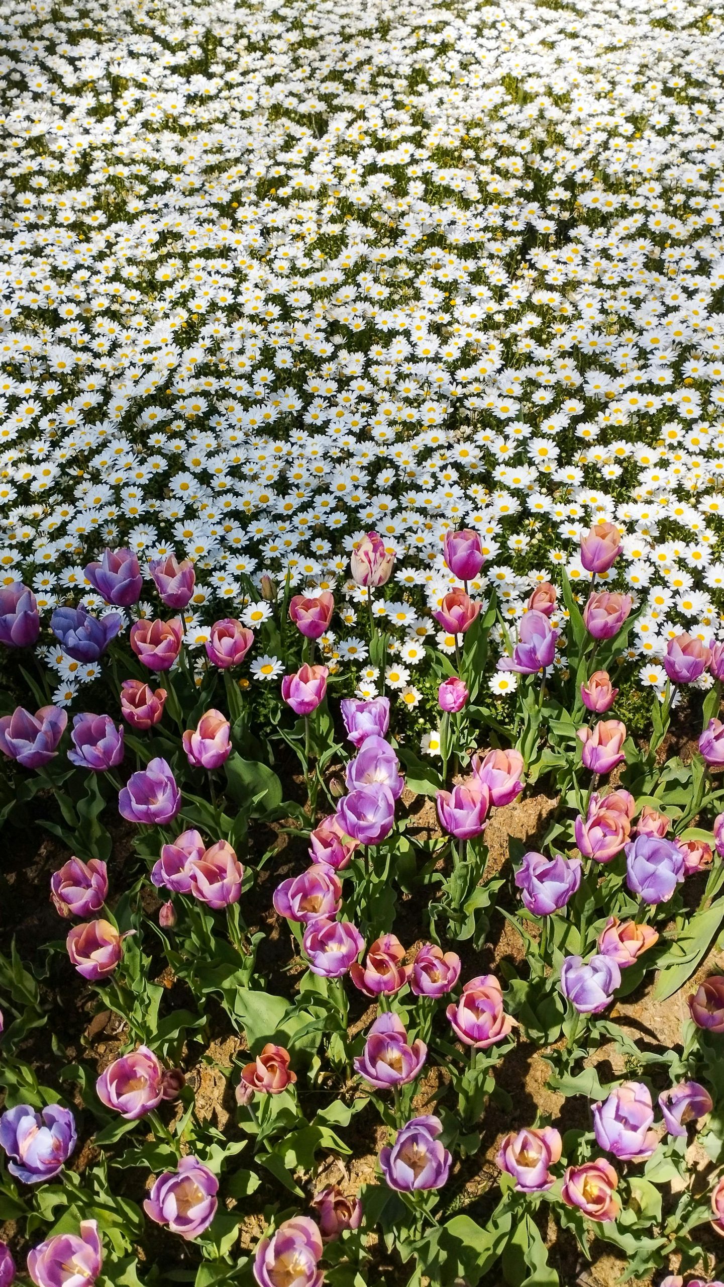 Gucci Flora by Flora combien de temps tient