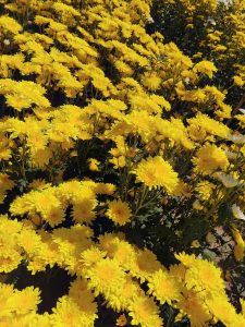Bright and lush yellow chrysanthemums in a garden setting, showcasing nature's beauty. Des chrysanthèmes jaunes brillants et luxuriants dans un cadre de jardin, mettant en valeur la beauté de la nature.