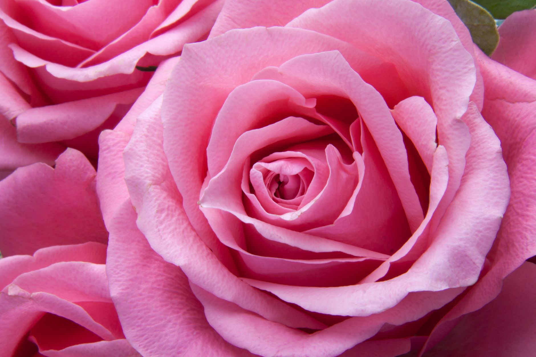 Fleur de rose en gros plan
