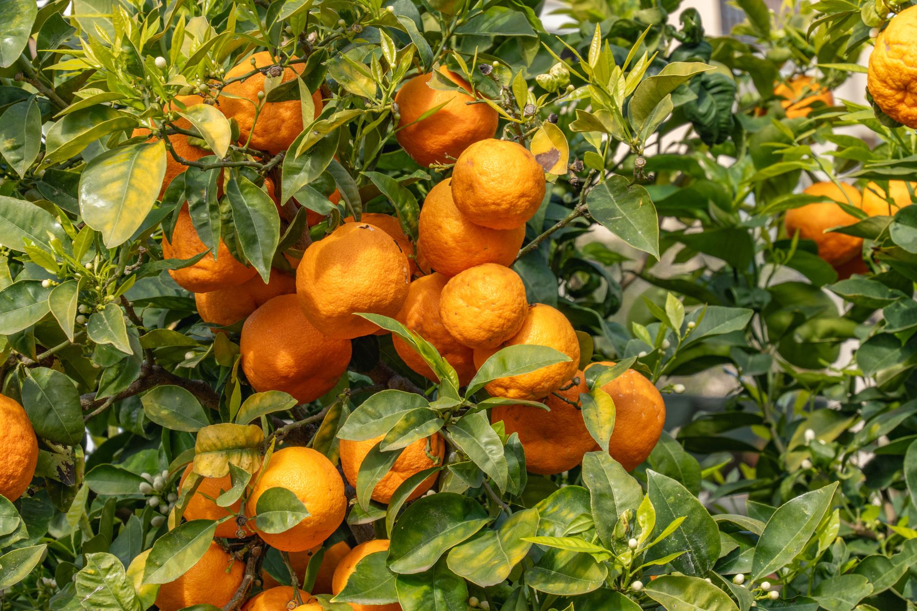 Branche de bigaradier chargée d'oranges et de feuilles