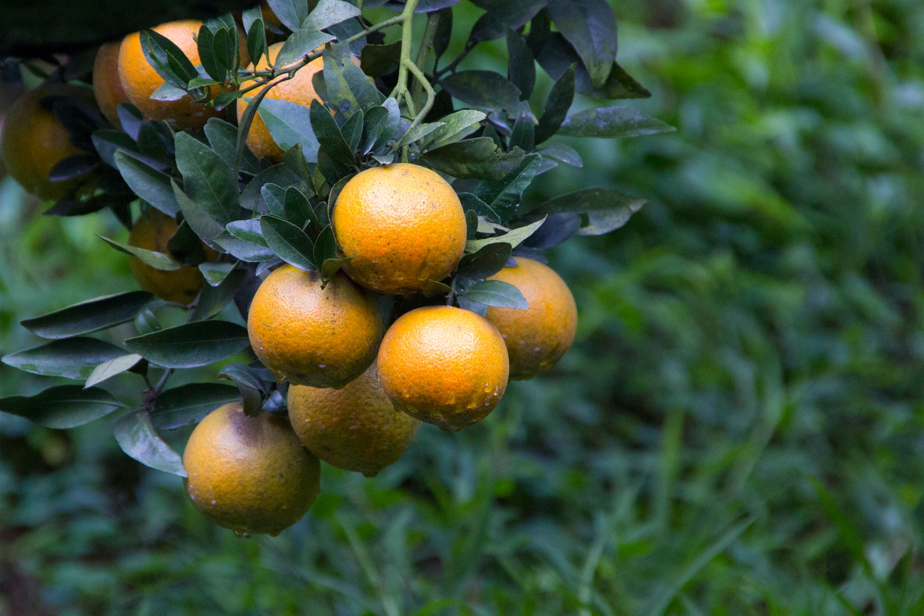 Grappe d'oranges sur une branche feuillue